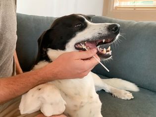 DNAffirm犬种DNA测试