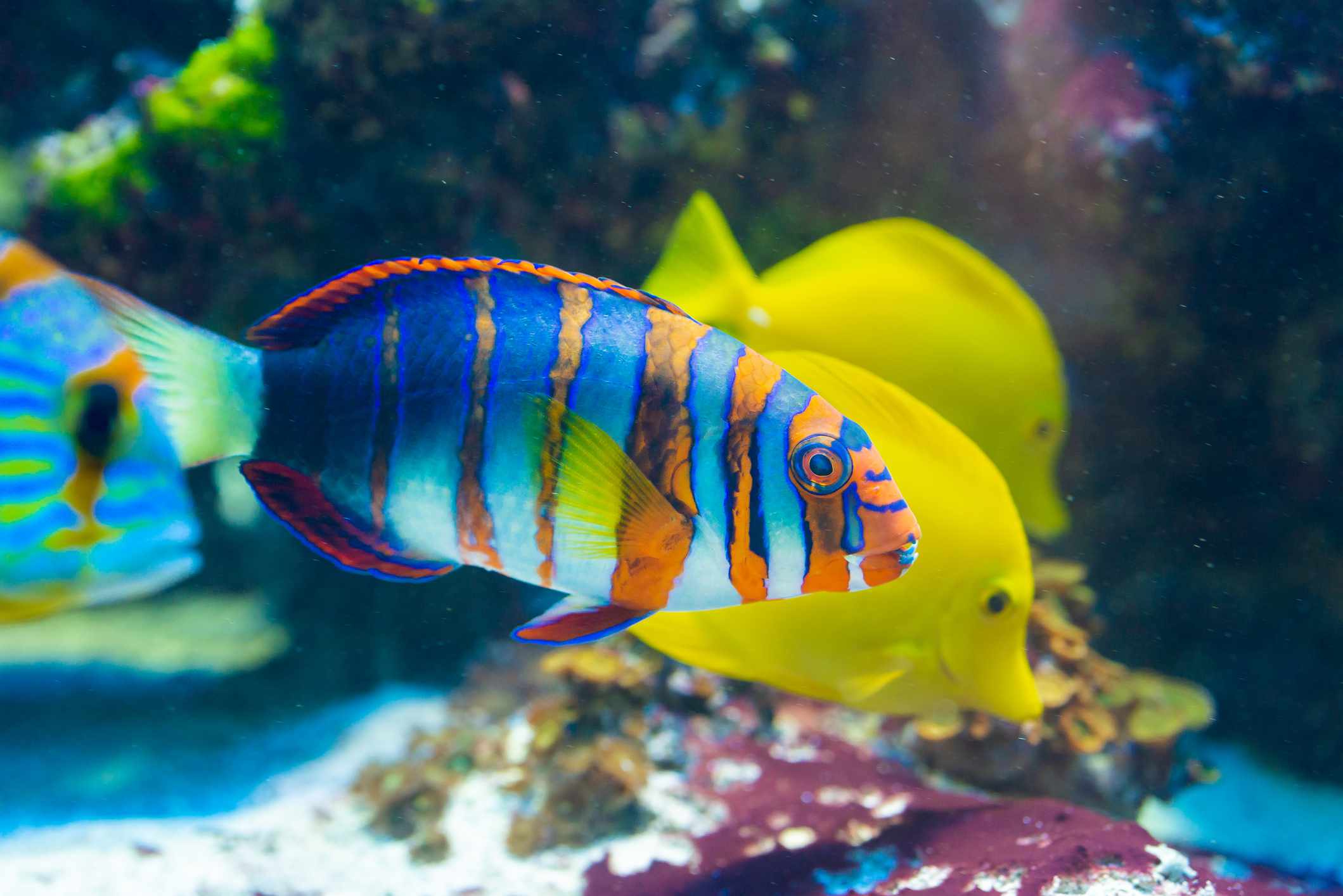 花斑长牙鱼