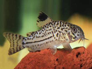 三线鲶鱼，在水族馆的熔岩上休息