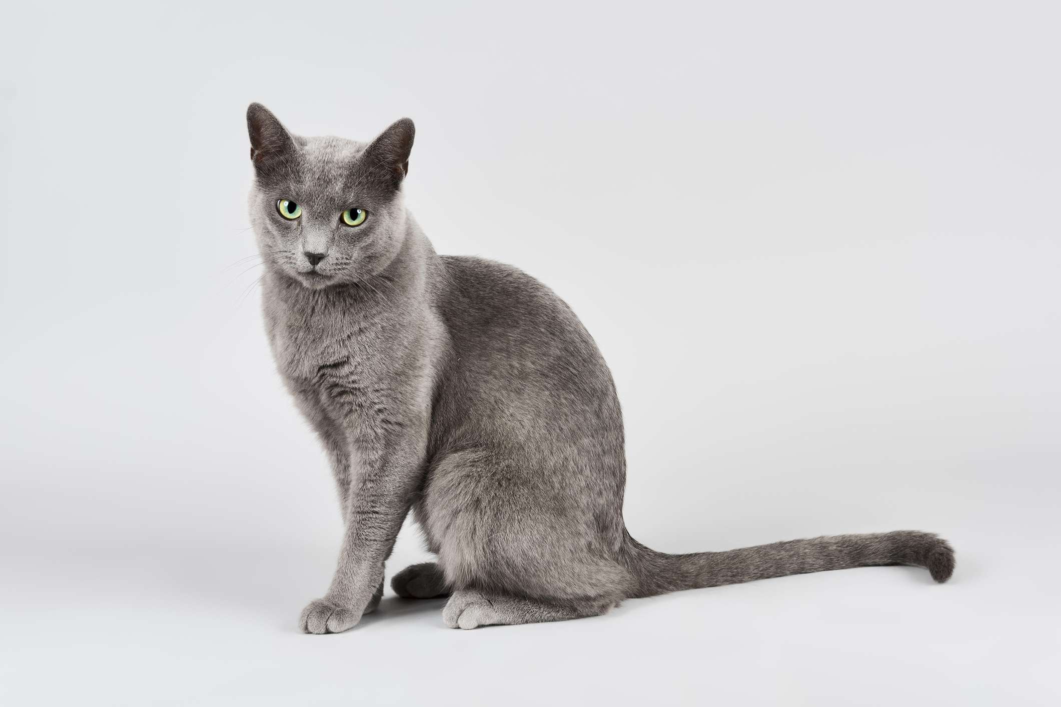 俄罗斯猫的尾巴