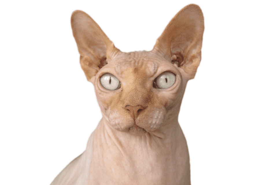 猫猫