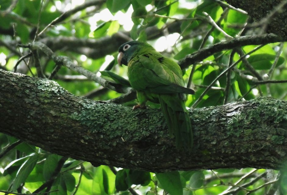 蓝冠长尾小鹦鹉(Aratinga acuticaudata)