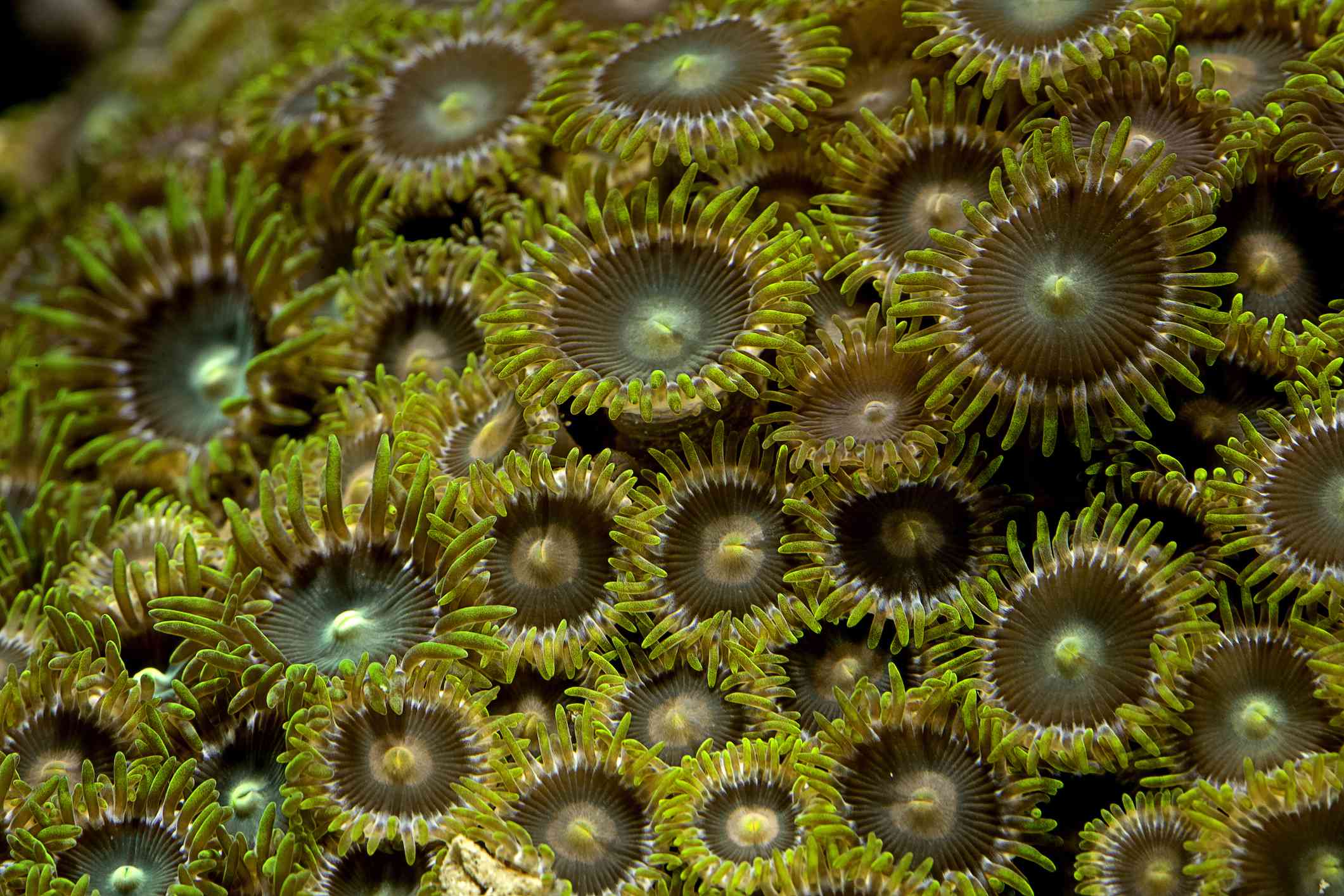 Zoanthid珊瑚