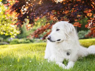 大白熊犬的狗