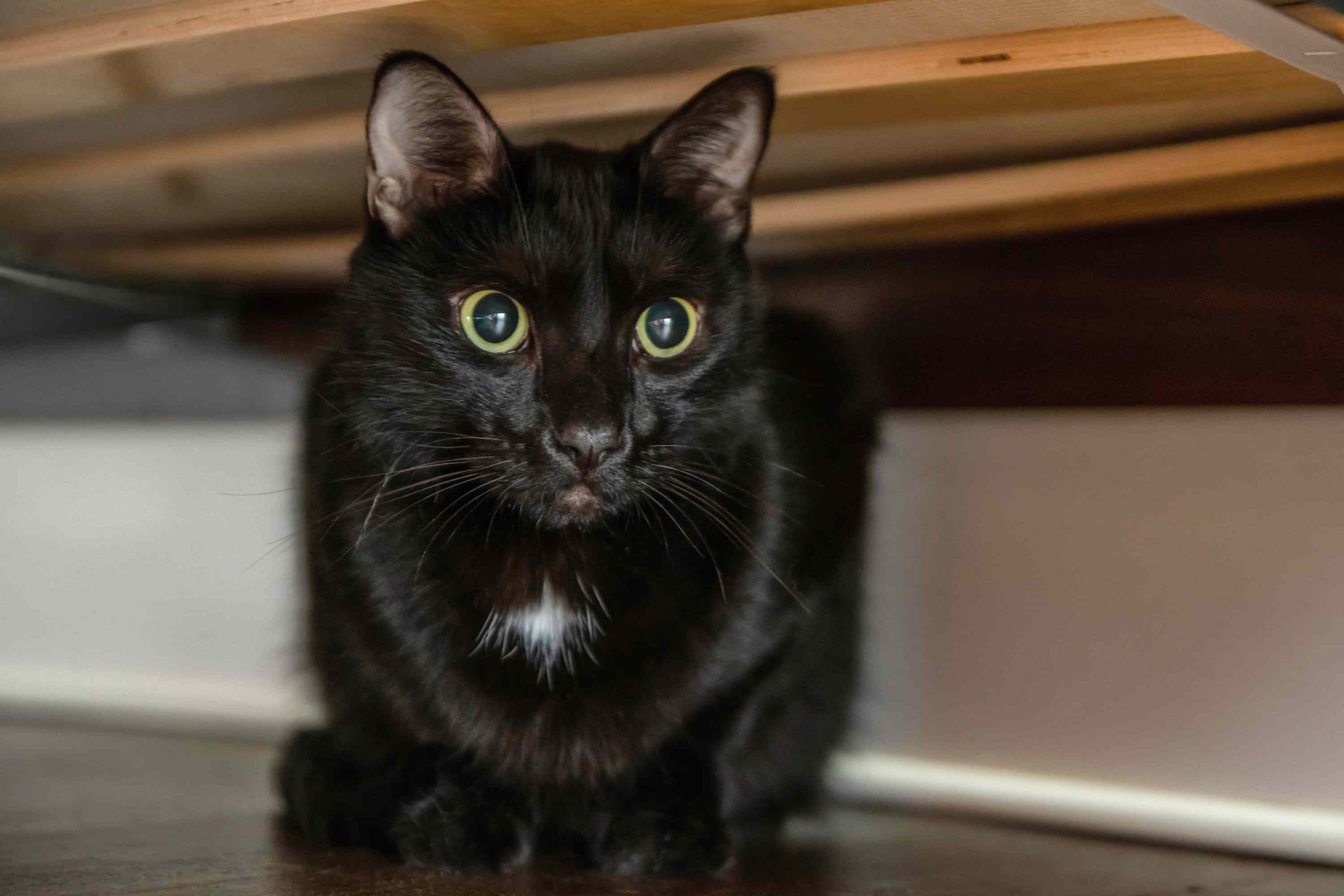 藏在家具下面的黄眼睛黑猫