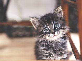 小猫看着相机