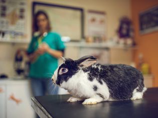 Black and white rabbit on examination table at vet's.