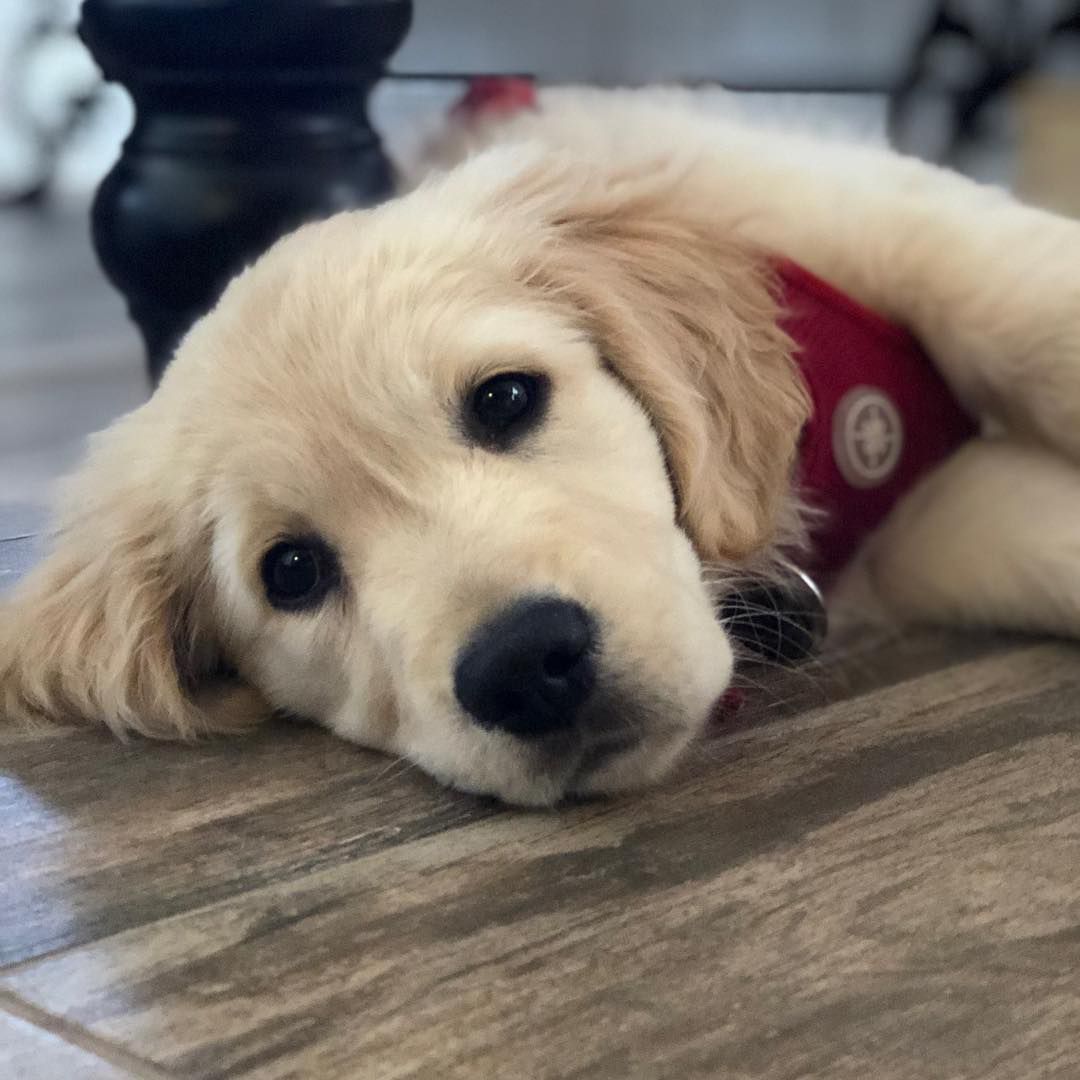 一只金毛猎犬的特写。