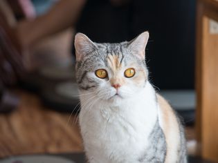 一个美国偶像的猫