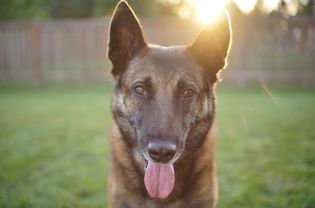院子里德国牧羊犬的特写肖像