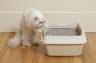 波斯猫在嗅猫砂盒