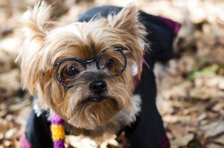Yorkie wearing Harry Potter glasses and costume