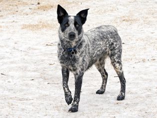 站在外面的德州猎犬
