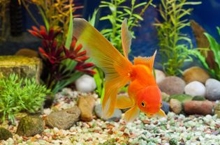 在水族馆的碎石边亲吻金鱼
