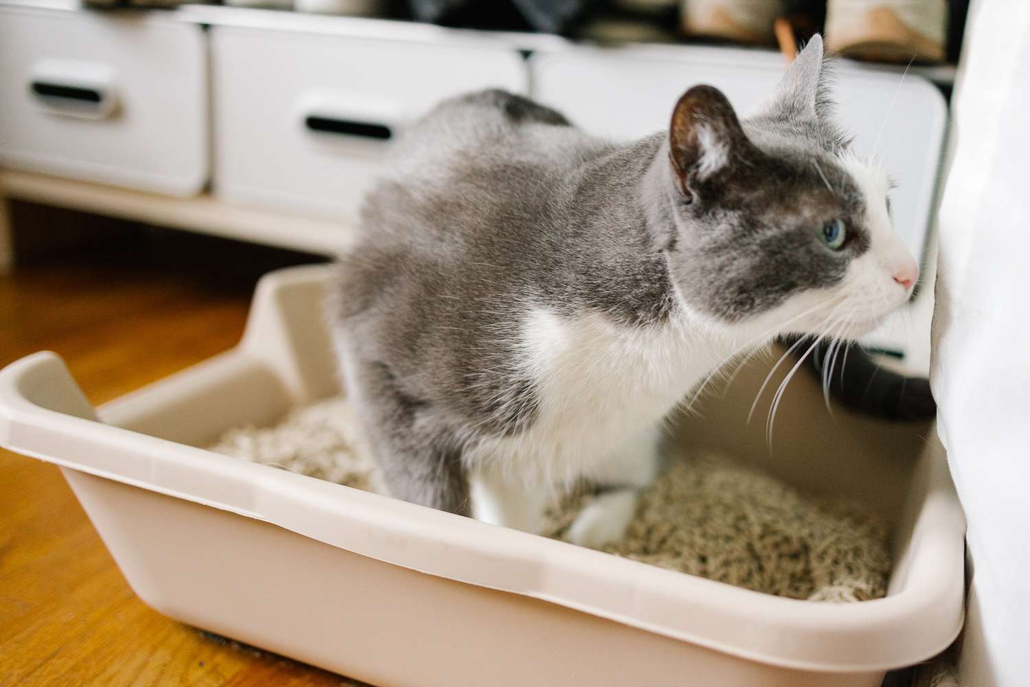 KittyGoHere高级猫砂盒正在测试中