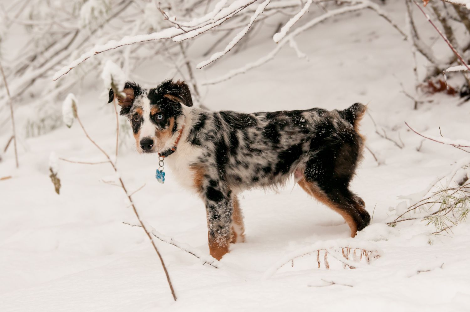迷你美国牧羊犬在雪地里