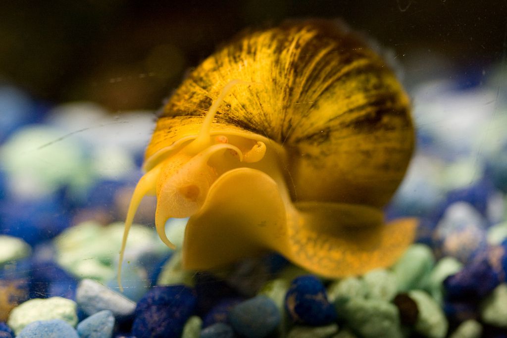 海里8个最可爱的水族馆小动物
