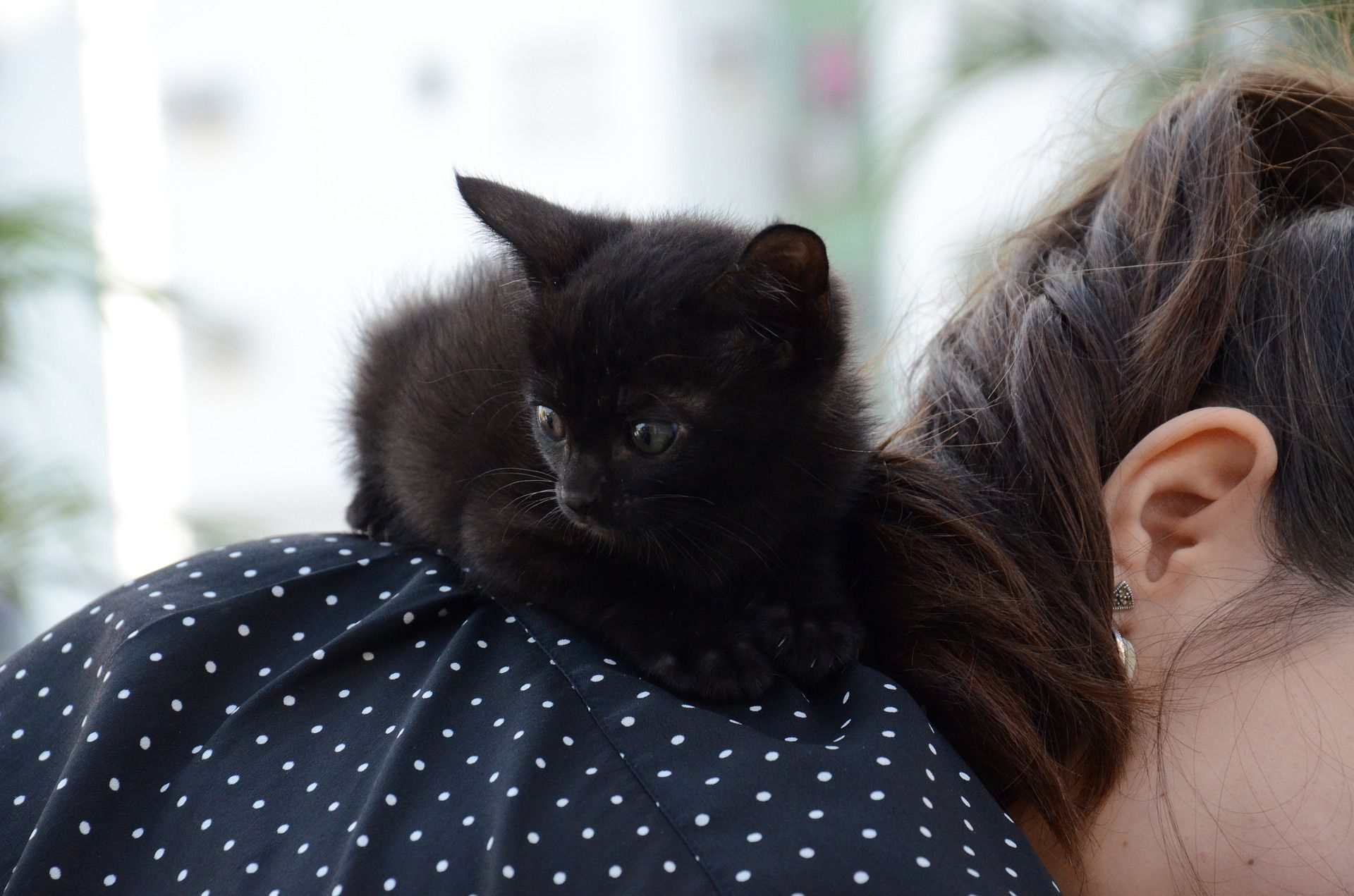 黑色猫