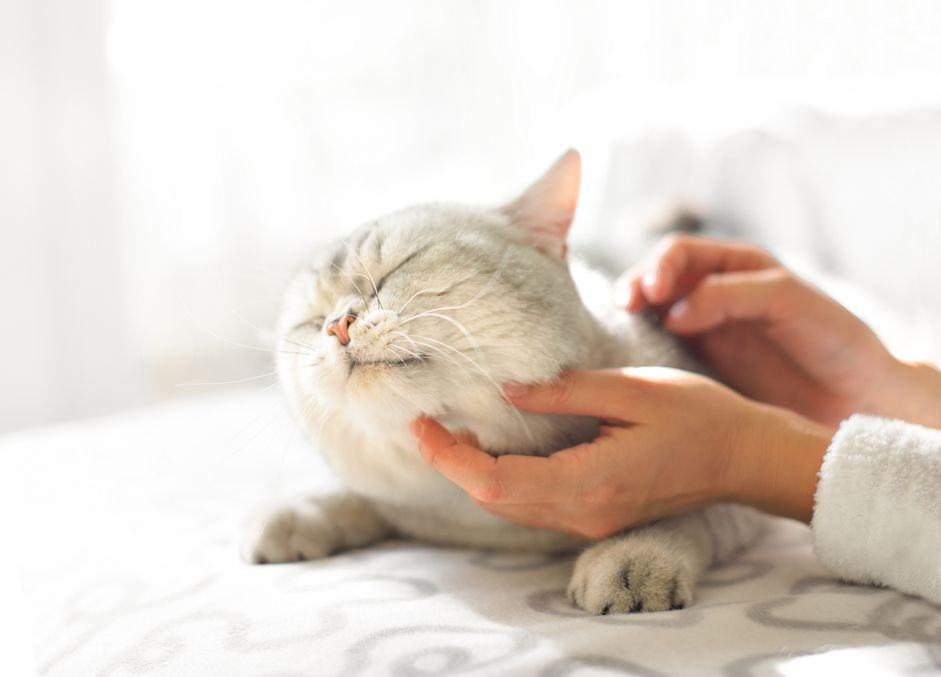 灰色的肥猫躺在沙发上挠着头