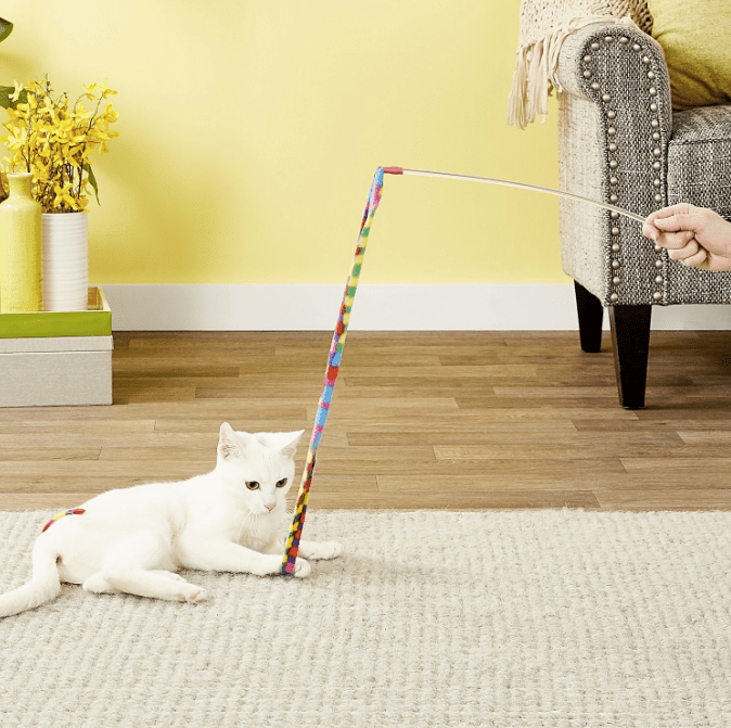 cat-charmer