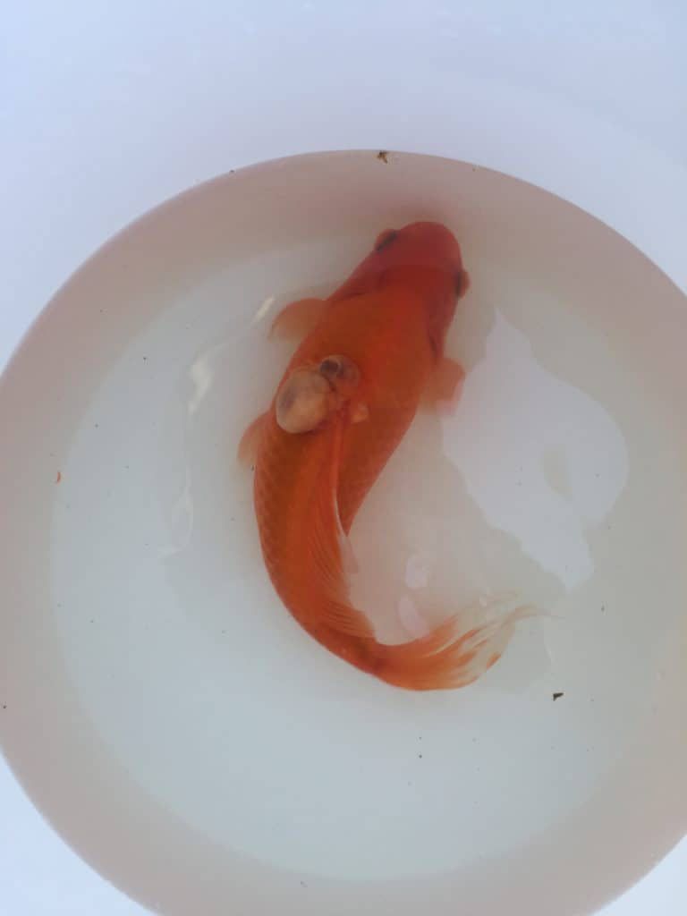 金鱼背脊神经纤维瘤