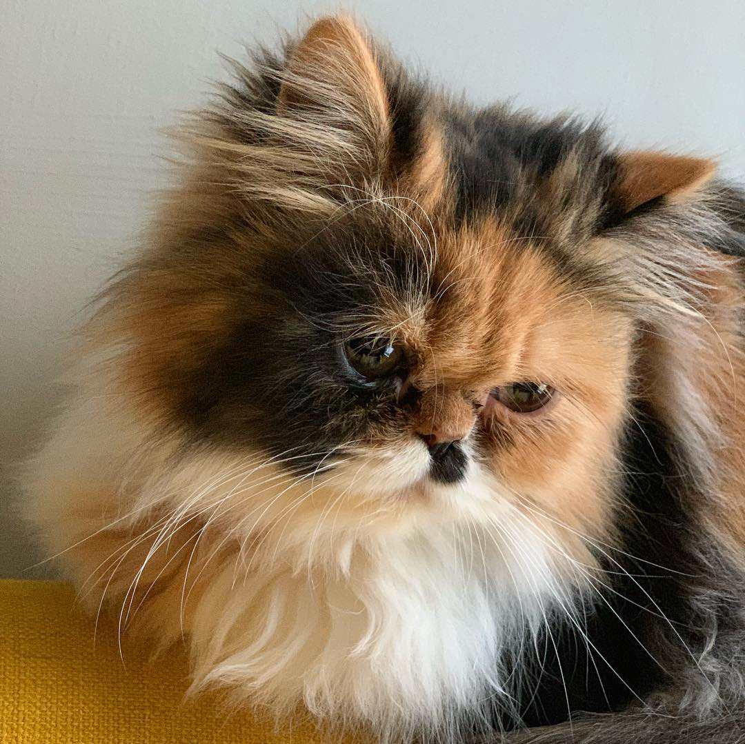 一个黑色的猫，在树上发现了。