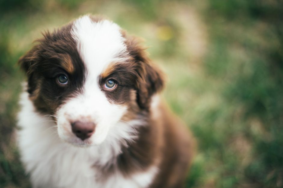 一只澳大利亚牧羊犬幼犬