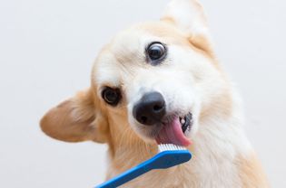 柯基犬刷牙