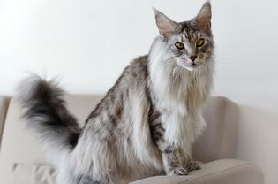 灰色和白色皮毛的大黑猫站在沙发扶手上