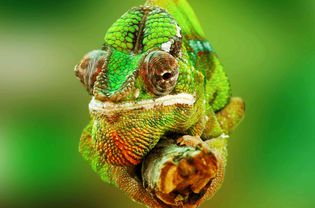 Chameleon up close.