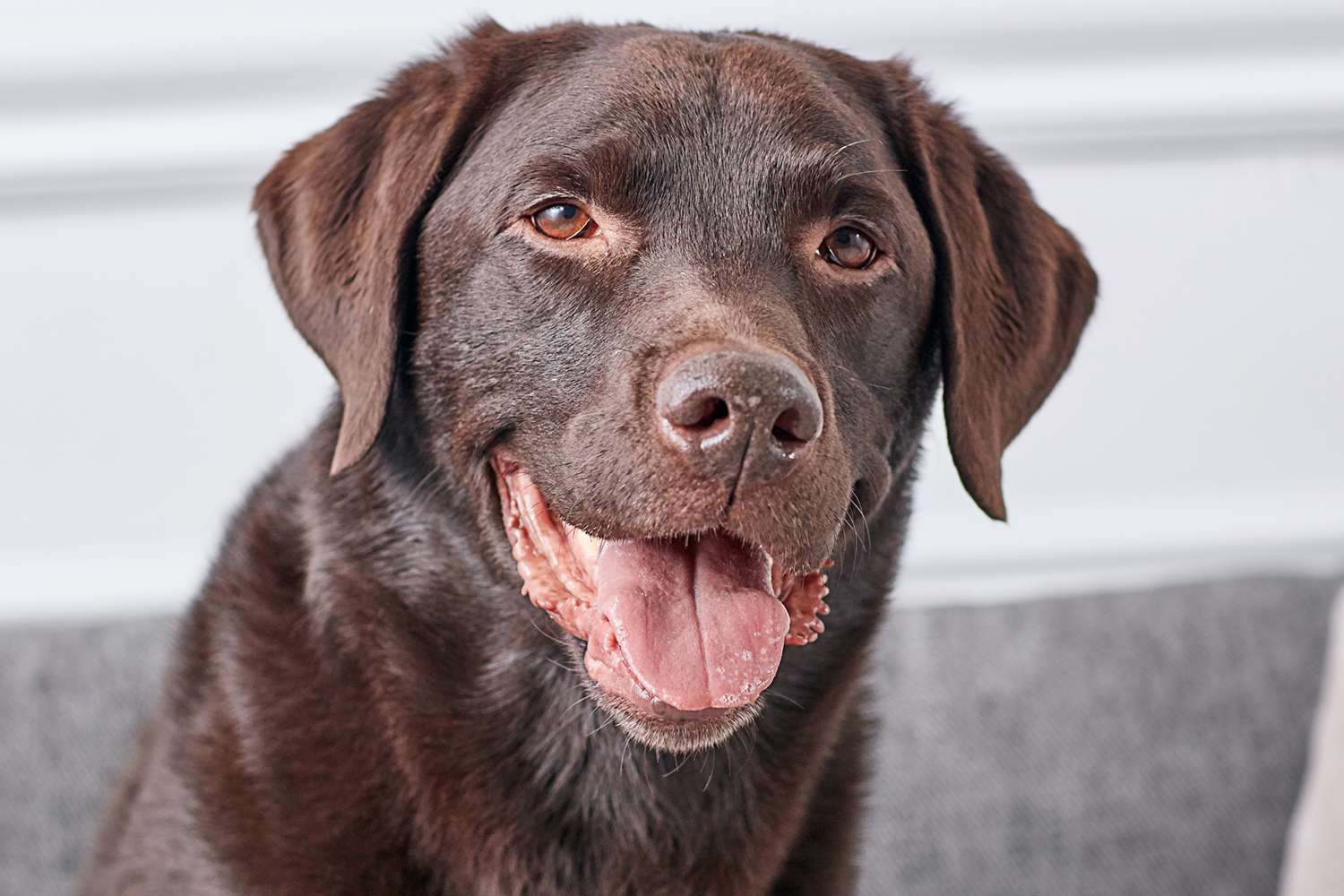 一只巧克力质地的拉布拉多猎犬