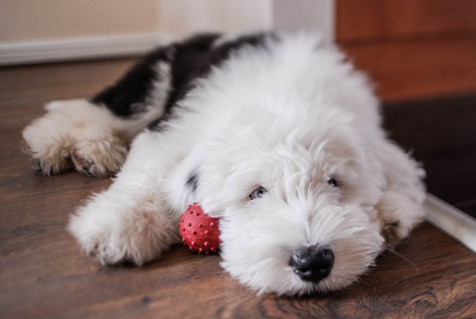 一只抱着玩具的古英国牧羊犬。