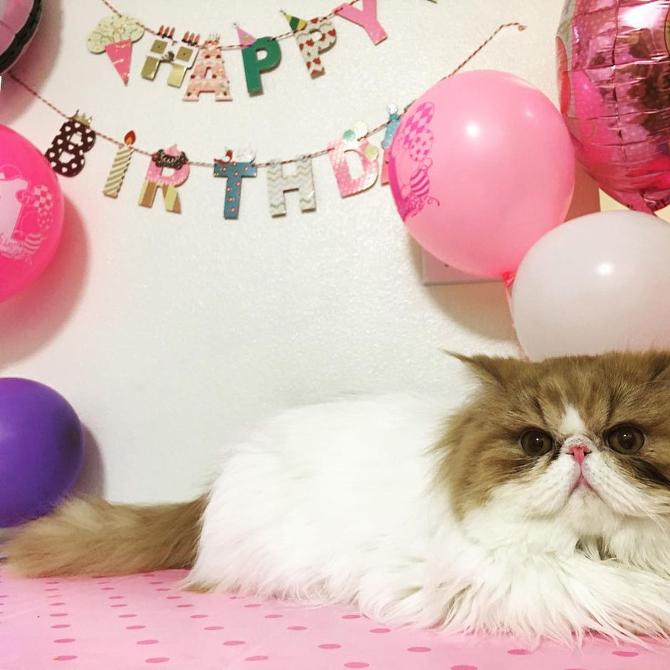 猫生日
