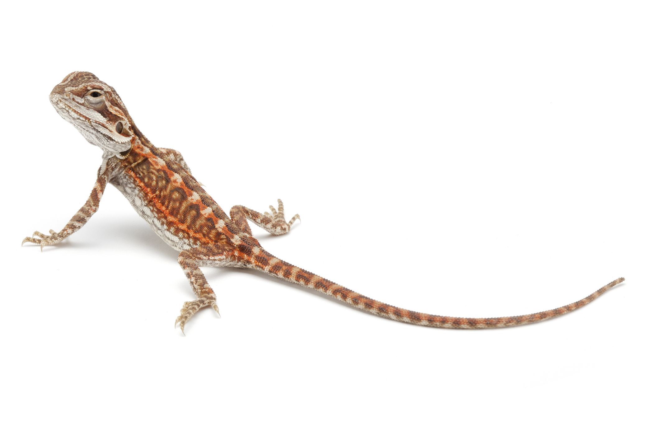 棱皮龟Morph Beardie(少年)