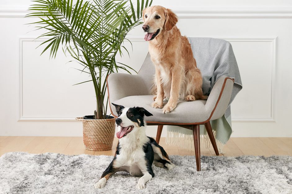 一只金毛猎犬和一只博德牧羊犬
