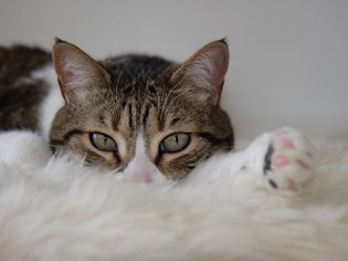 白地毯上的猫