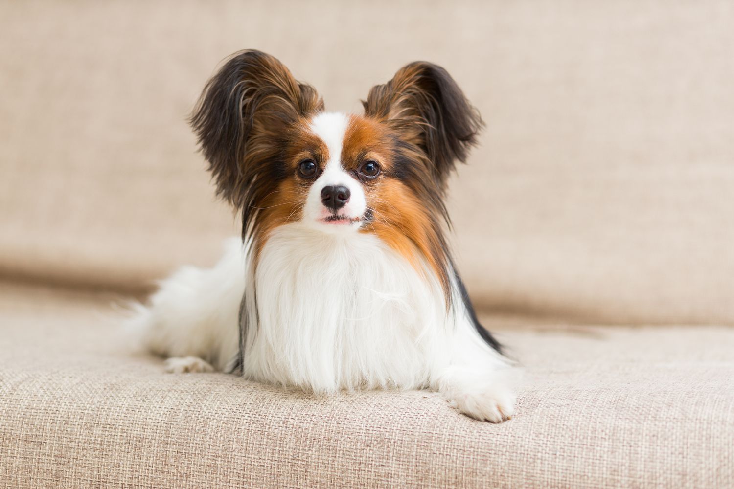 蝶耳犬躺在米色沙发上