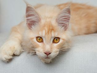 橙色男孩猫躺在椅子上
