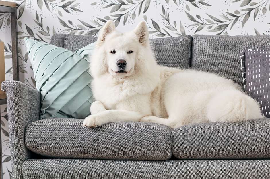 沙发上的萨摩犬