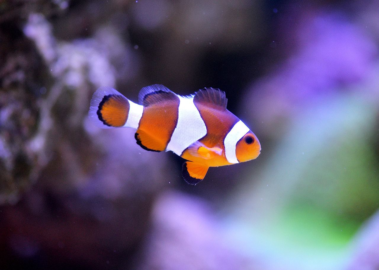 海里8个最可爱的水族馆小动物