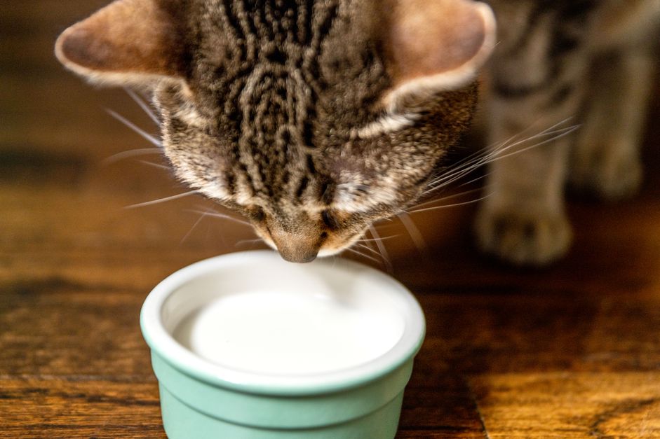 棕色的猫俯视着一碗牛奶特写