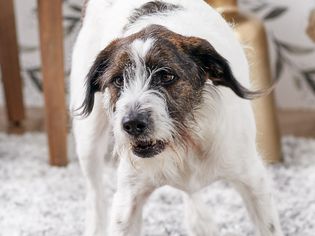 混合的犬咆哮