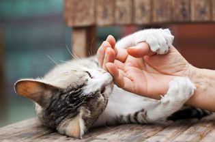 猫爪子
