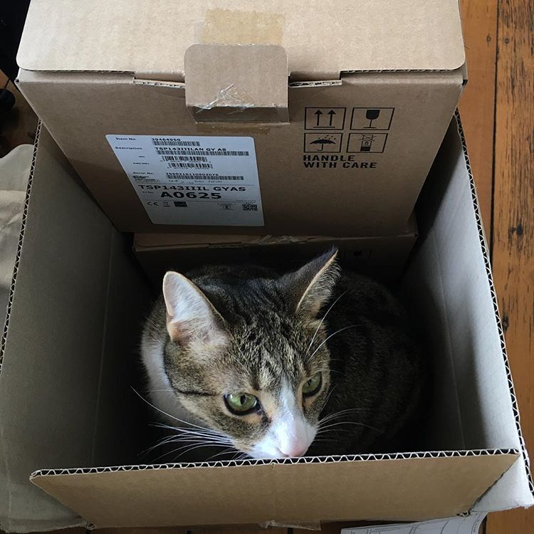 猫在盒子里