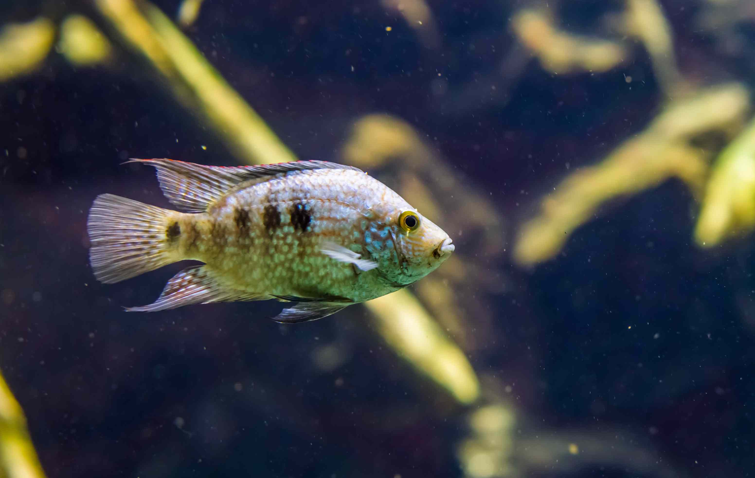 德州慈鲷(Herichthys cyanoguttatus)