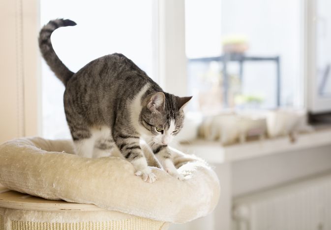 虎斑猫揉白猫床。