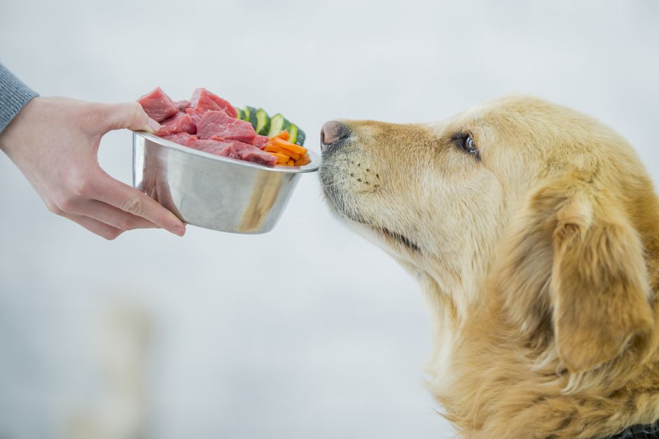 一碗盛着生肉、切碎的胡萝卜和黄瓜的金毛寻回犬。
