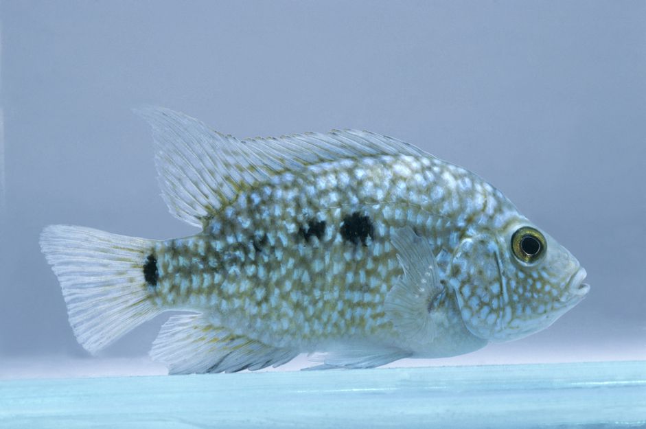 水下的德克萨斯慈鲷(Herichthys carpintus)，侧视图