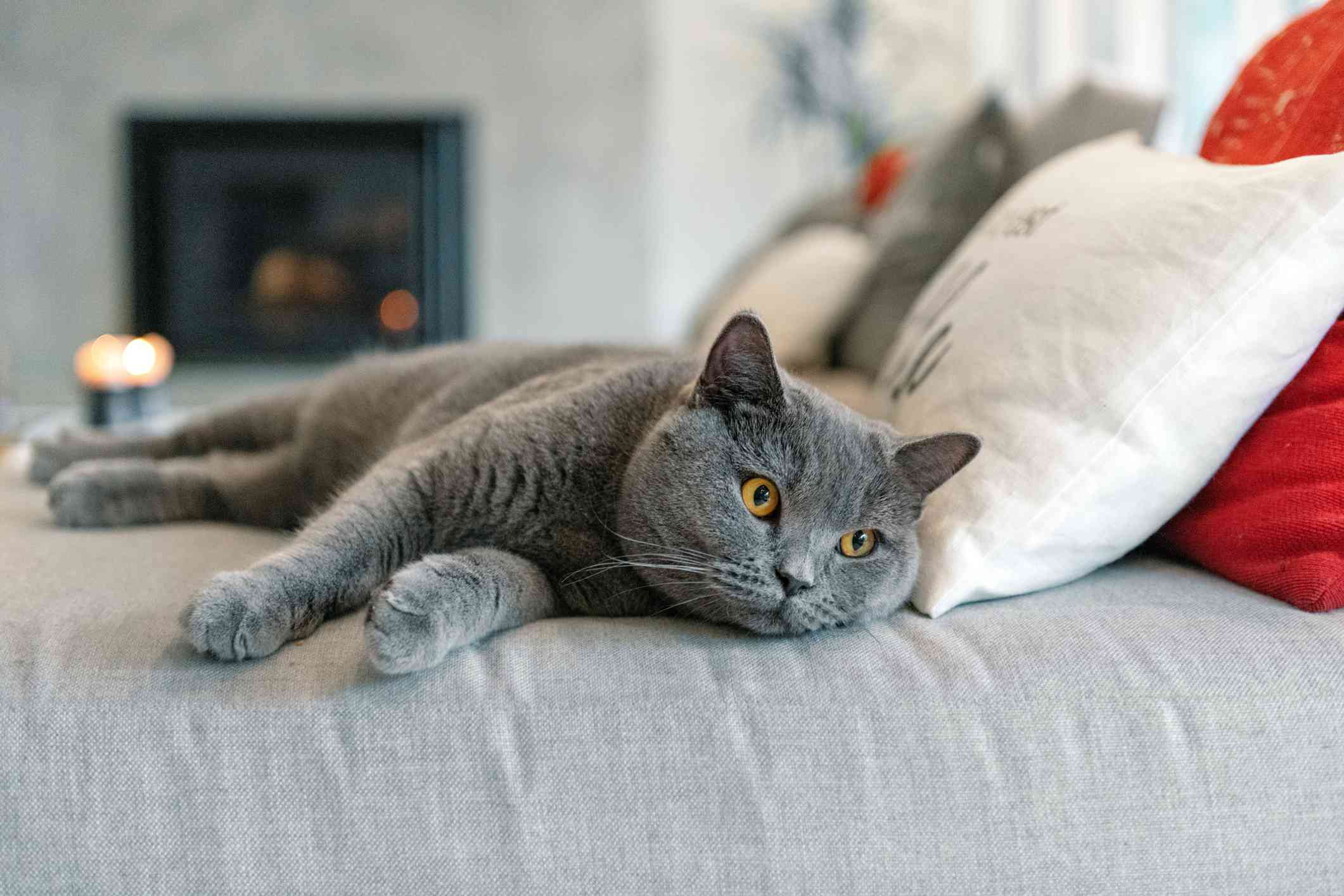 布莱克·格雷的猫