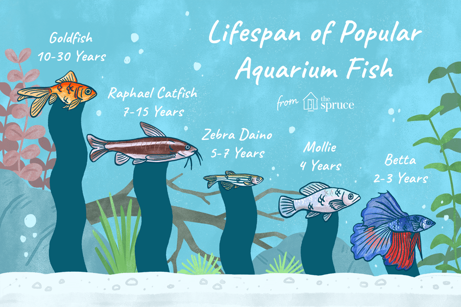 受欢迎的水族鱼的寿命图解